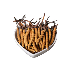 Cordyceps Sinensis Mycelium Powder