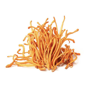 ผง Cordyceps Militaris