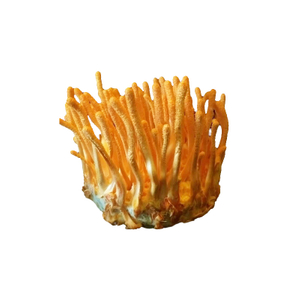 ผงเห็ด Cordyceps Militaris